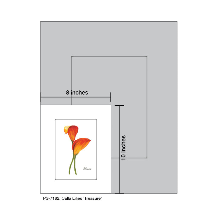 Calla Lilies 'Treasure', Print (#7162)