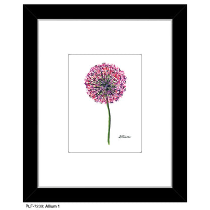 Allium 1, Print (#7239)