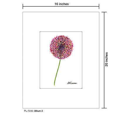 Allium 2, Print (#7240)