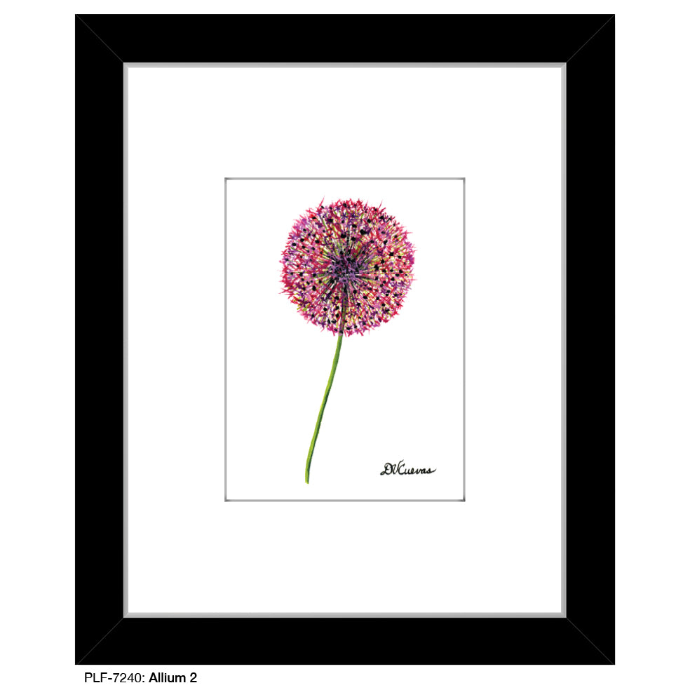 Allium 2, Print (#7240)