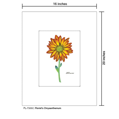 Florist's Chrysanthemum, Print (#7300C)