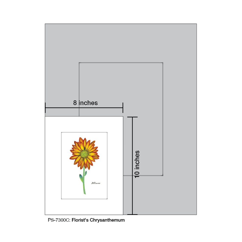 Florist's Chrysanthemum, Print (#7300C)