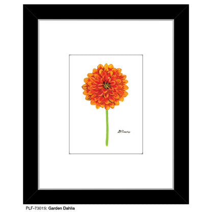 Garden Dahlia, Print (#7301S)