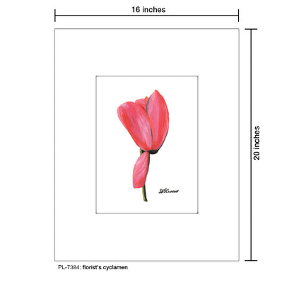 Florist's Cyclamen, Print (#7384)