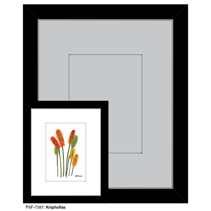 Kniphofias, Print (#7387)