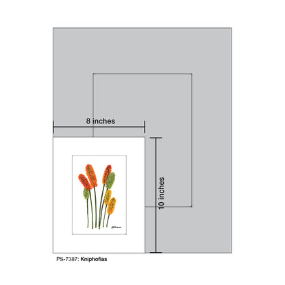 Kniphofias, Print (#7387)