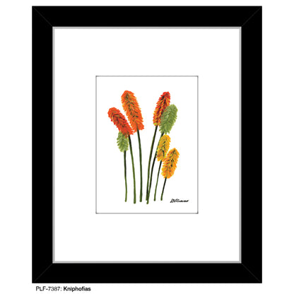 Kniphofias, Print (#7387)