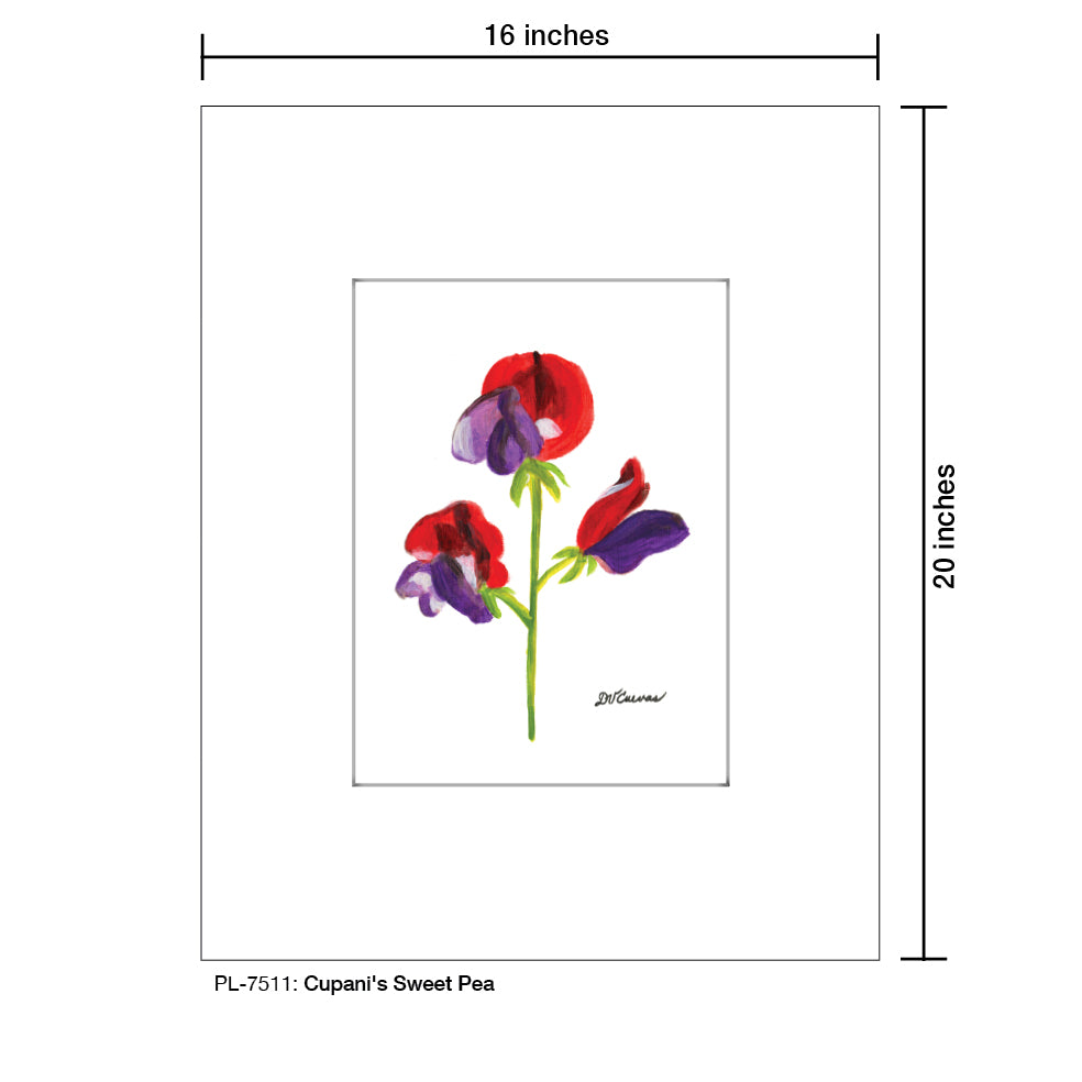 Cupani's Sweet Pea, Print (#7511)