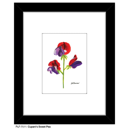 Cupani's Sweet Pea, Print (#7511)