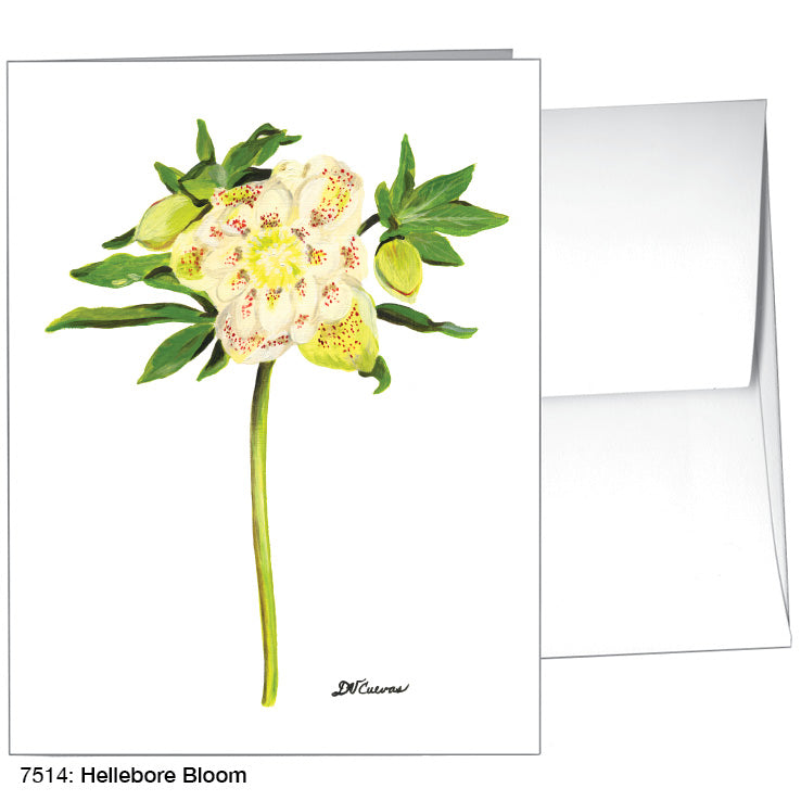 Hellebore Bloom, Greeting Card (7514)