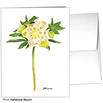 Hellebore Bloom, Greeting Card (7514)