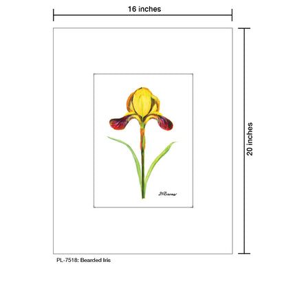 Bearded Iris, Print (#7518)