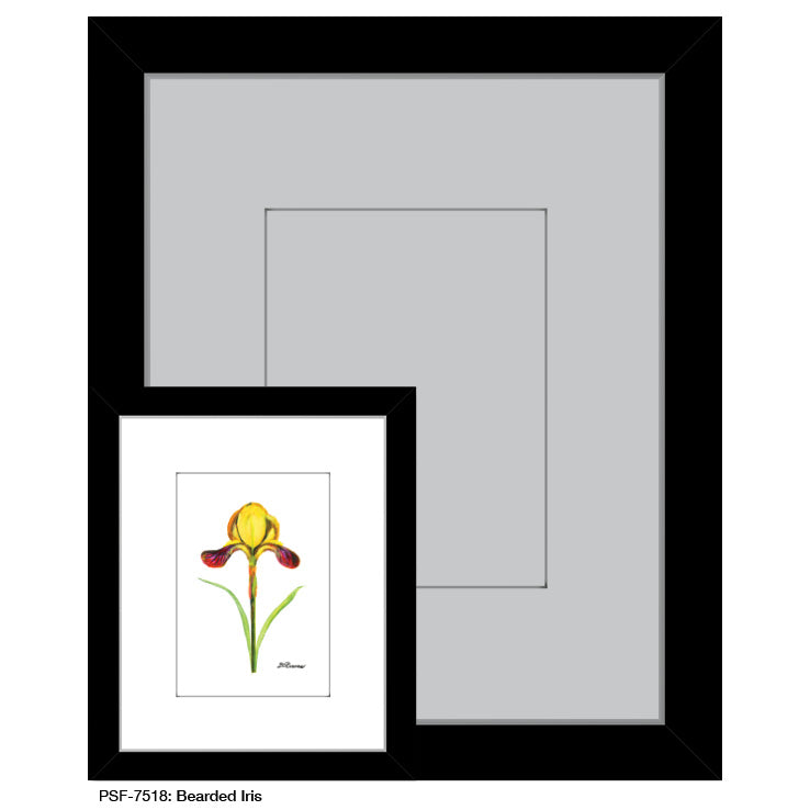 Bearded Iris, Print (#7518)