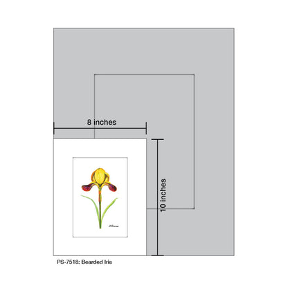 Bearded Iris, Print (#7518)