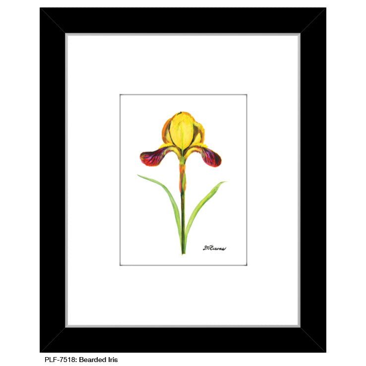 Bearded Iris, Print (#7518)