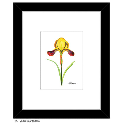 Bearded Iris, Print (#7518)