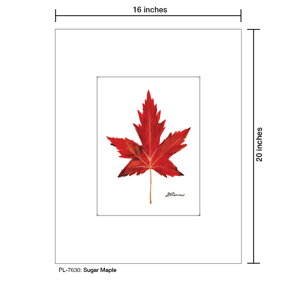 Sugar Maple, Print (#7630)