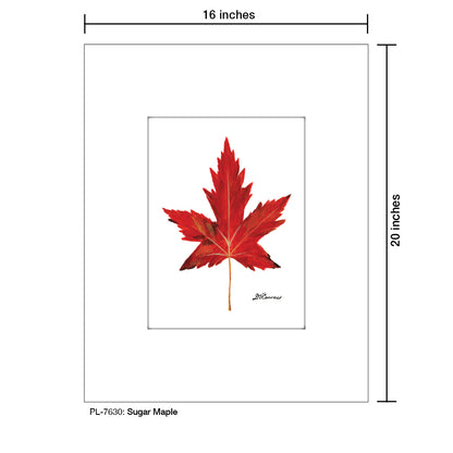 Sugar Maple, Print (#7630)