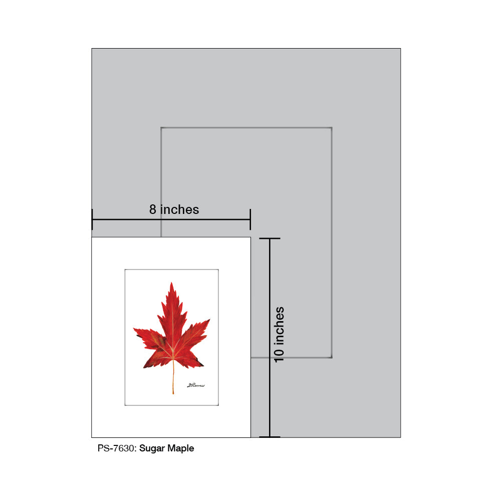 Sugar Maple, Print (#7630)