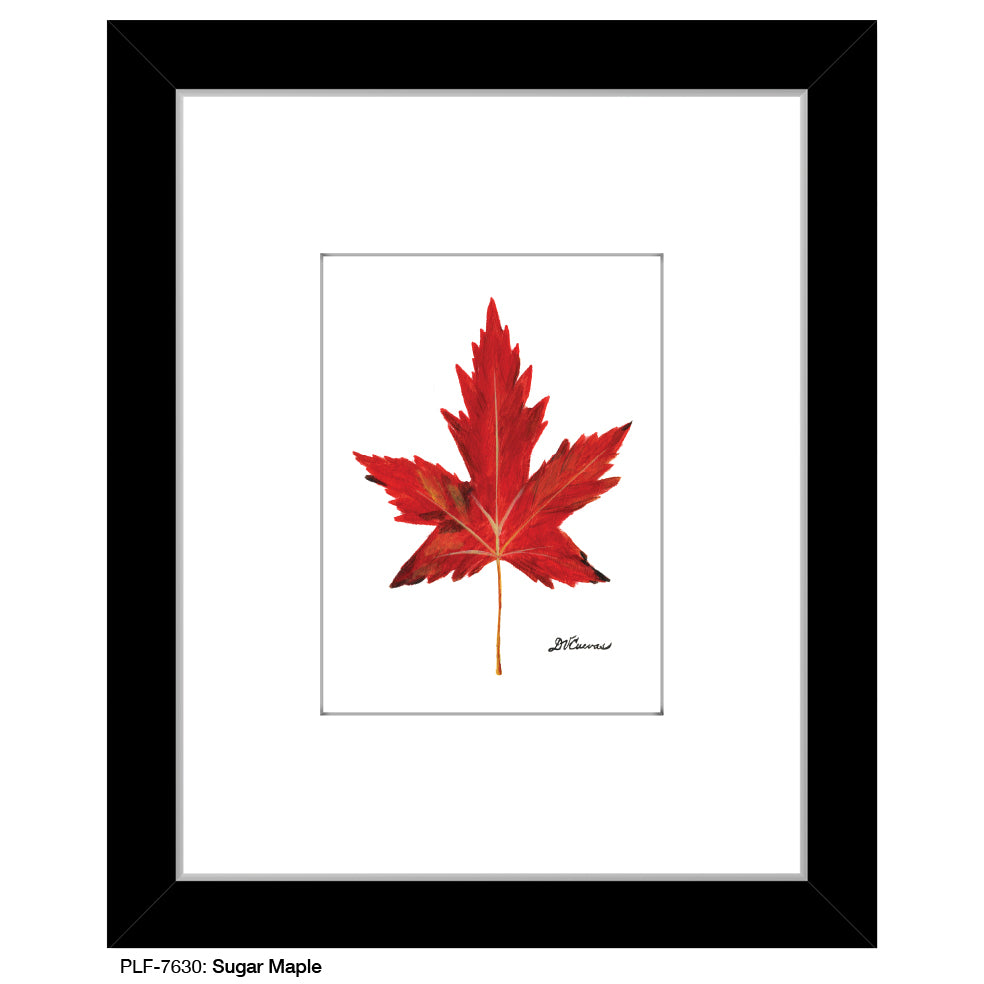 Sugar Maple, Print (#7630)