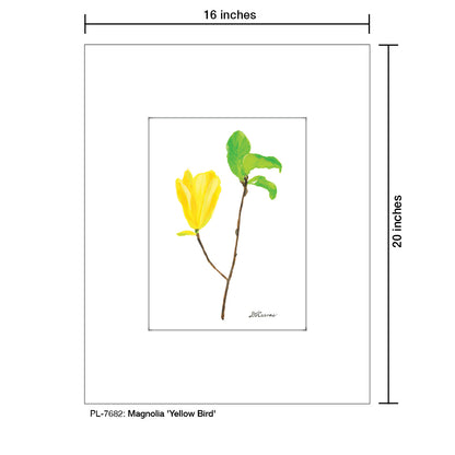 Magnolia "Yellow Bird", Print (#7682)