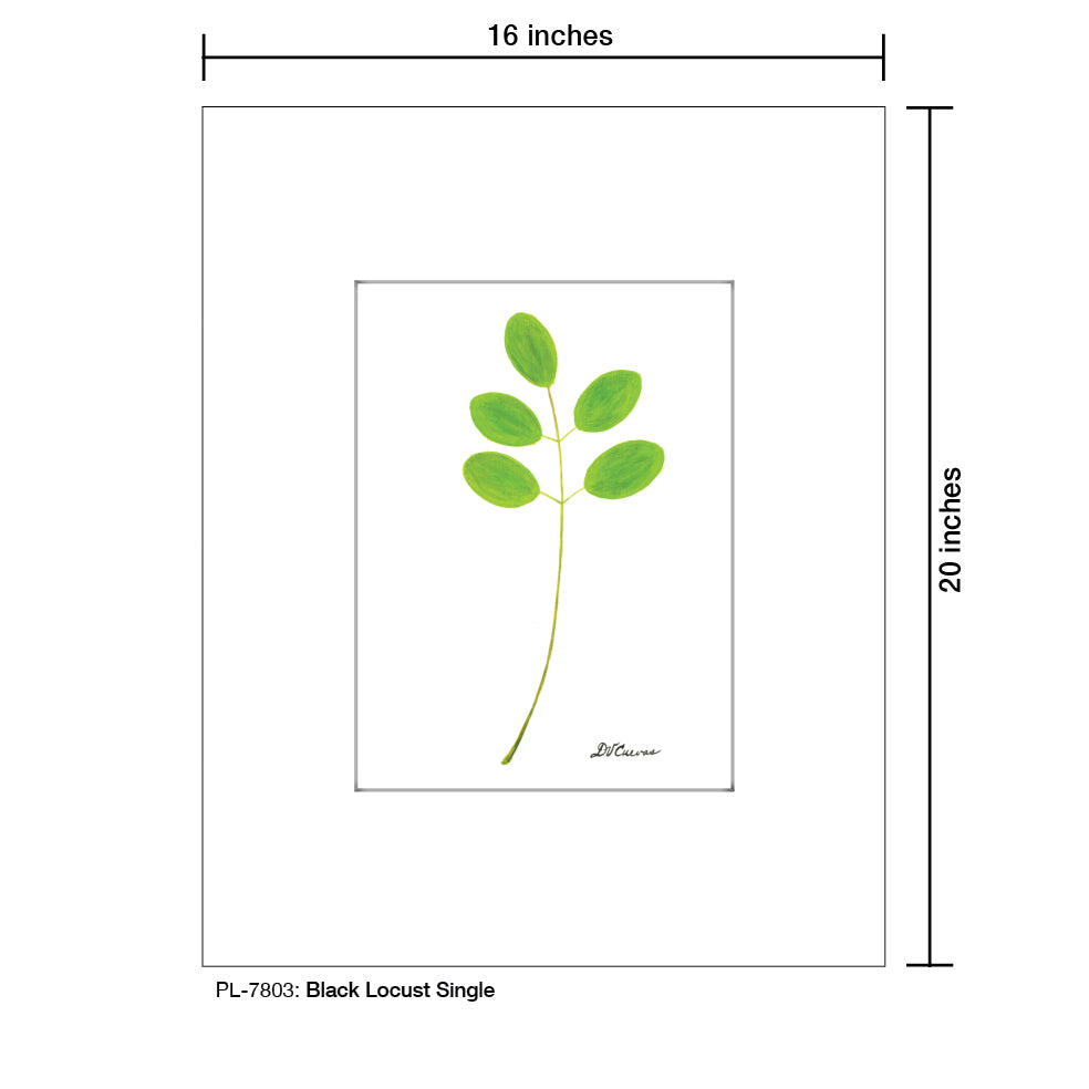 Black Locust Single, Print (#7803)