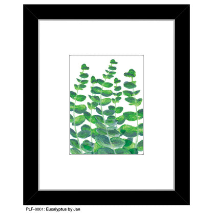 Eucalyptus by Jan, Print (#8001)