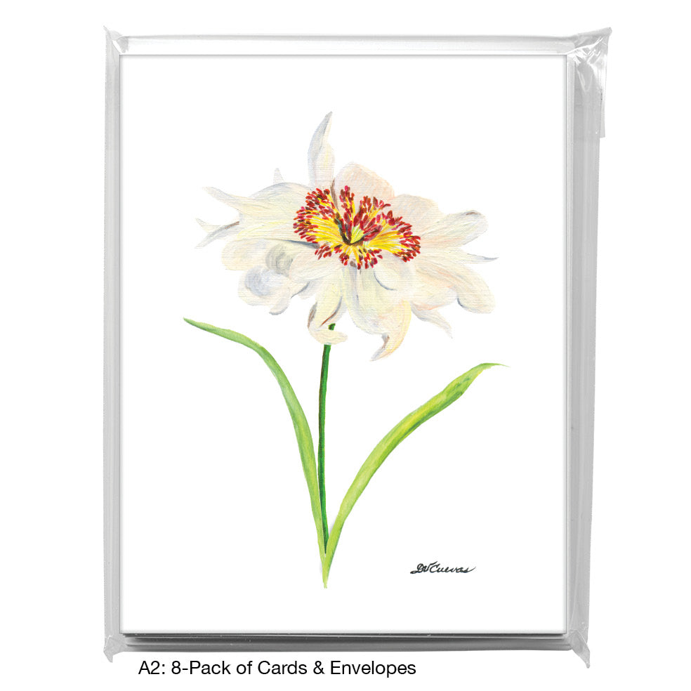 Stamen, Greeting Card (8123)