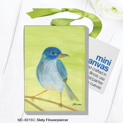 Slaty Flowerpiercer (MC-8315C)