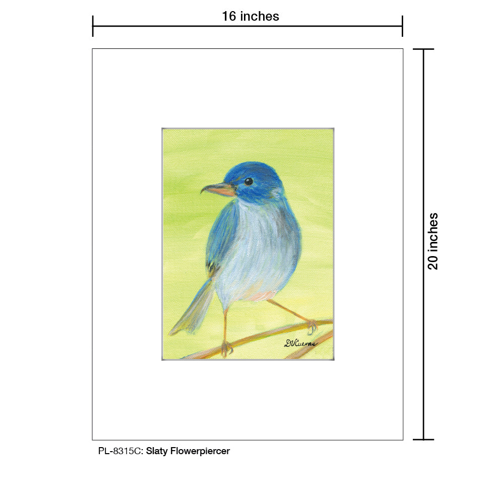 Slaty Flowerpiercer, Print (#8315C)