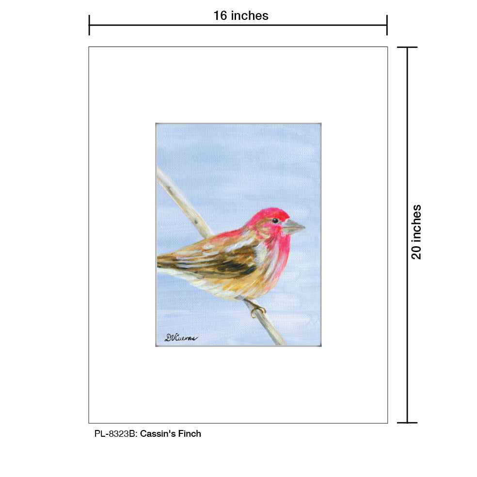 Cassin's Finch Print (#8323)