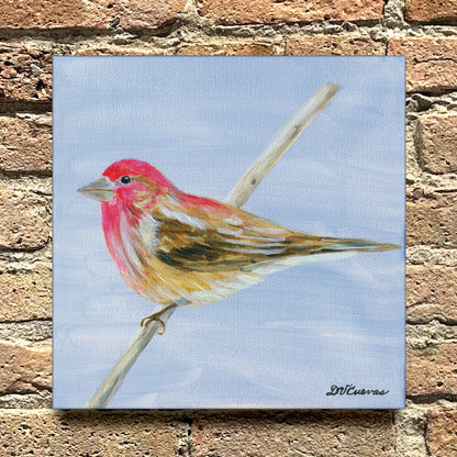 Cassin's Finch, Original