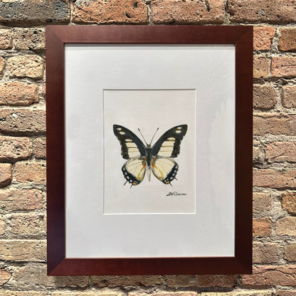 Charaxes Nobilis, Original