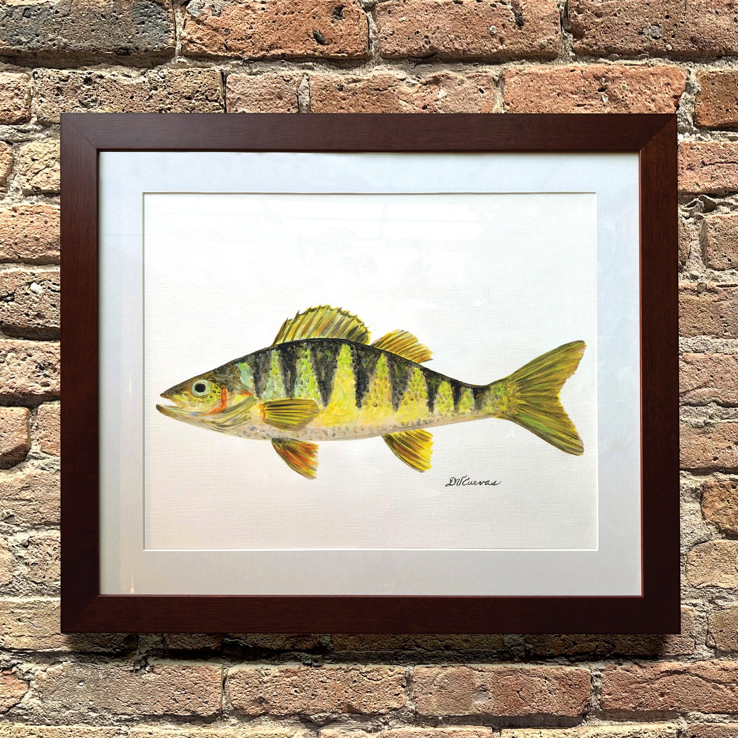 Yellow Perch, Original