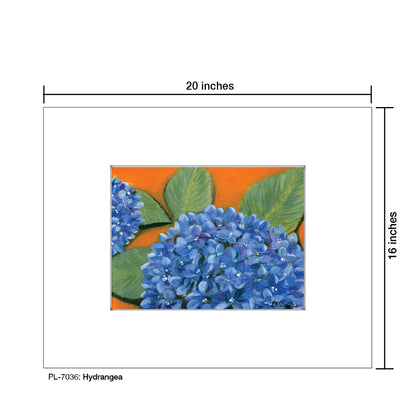 Hydrangea, Print (#7036)