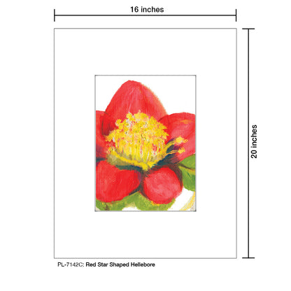 Red Star Shaped Hellebore, Print (#7142C)