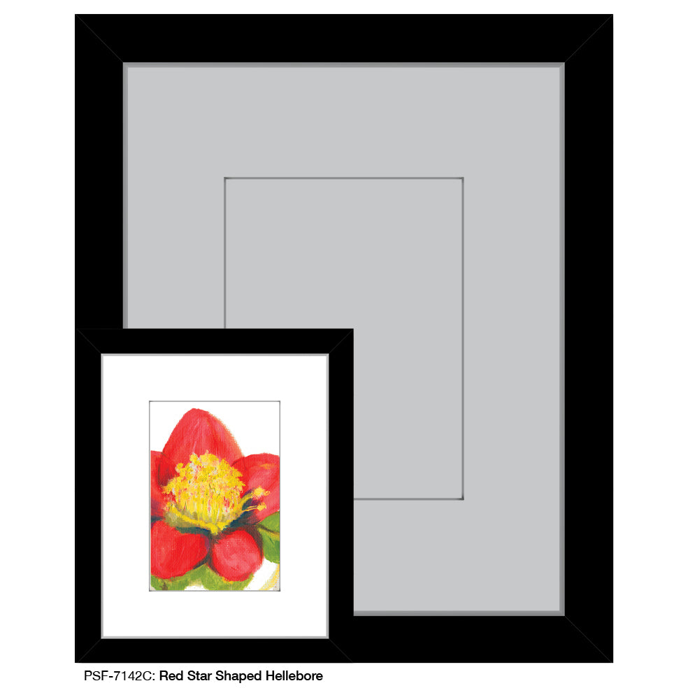 Red Star Shaped Hellebore, Print (#7142C)