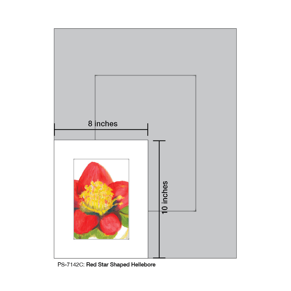 Red Star Shaped Hellebore, Print (#7142C)