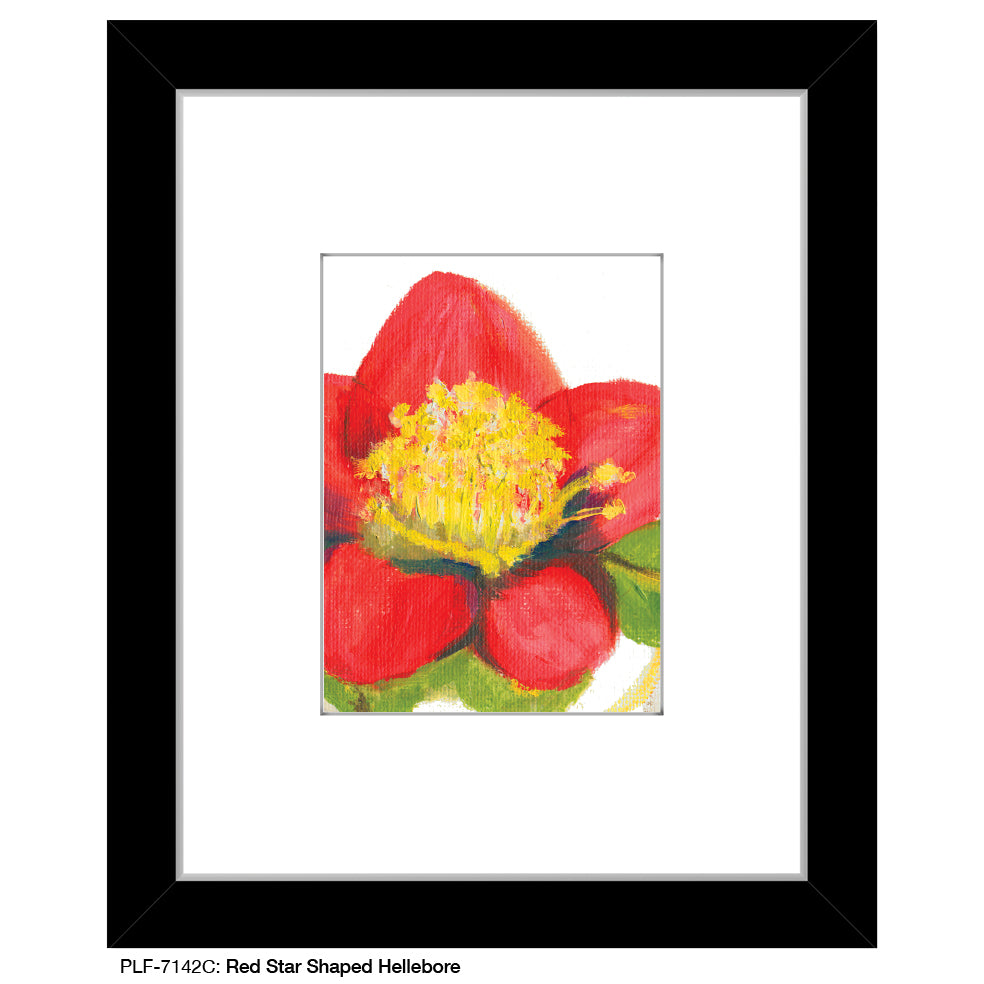 Red Star Shaped Hellebore, Print (#7142C)