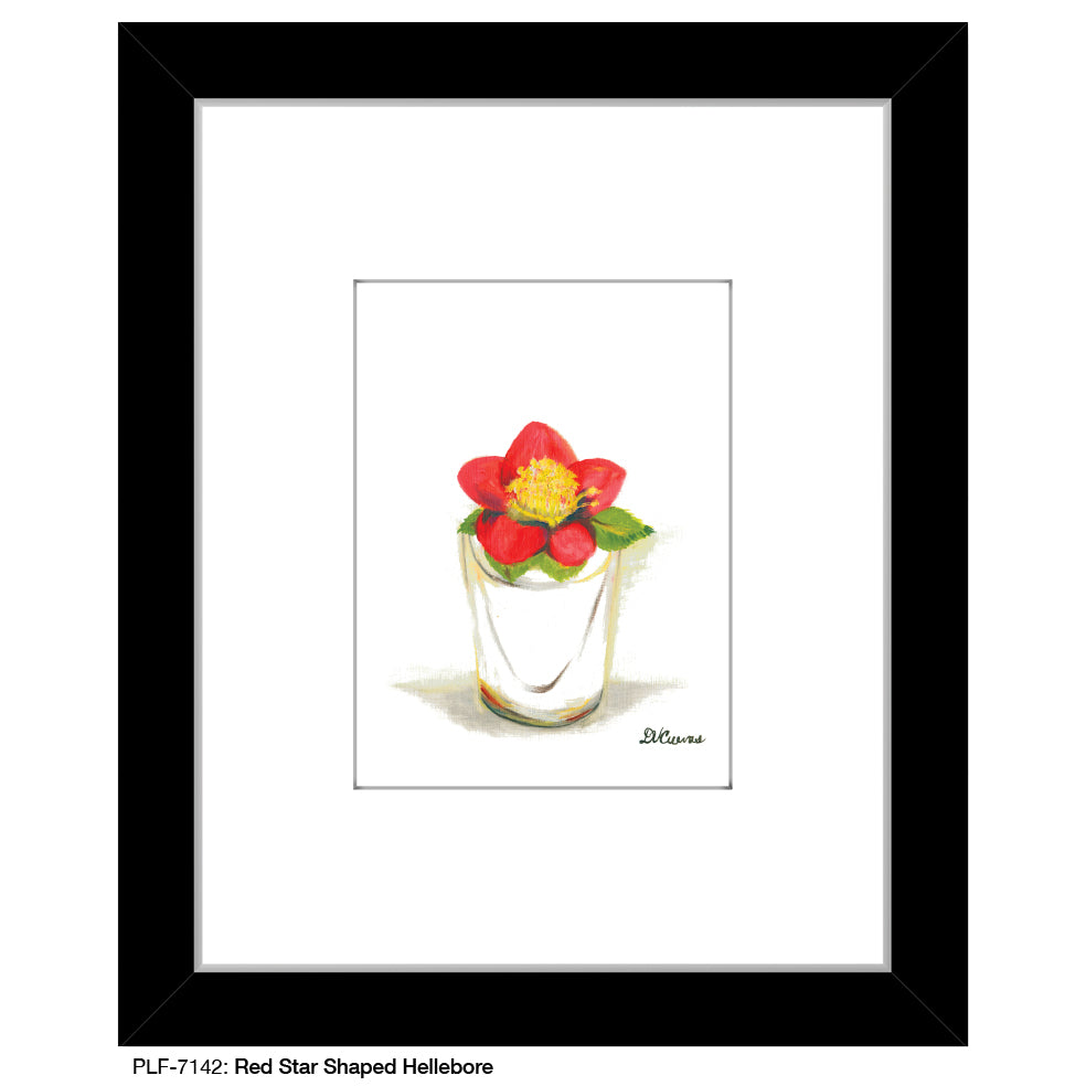 Red Star Shaped Hellebore, Print (#7142)