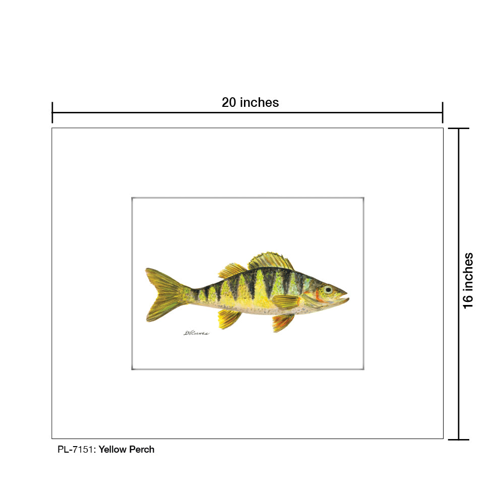 Yellow Perch, Print (#7151)