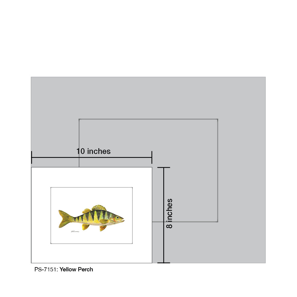 Yellow Perch, Print (#7151)