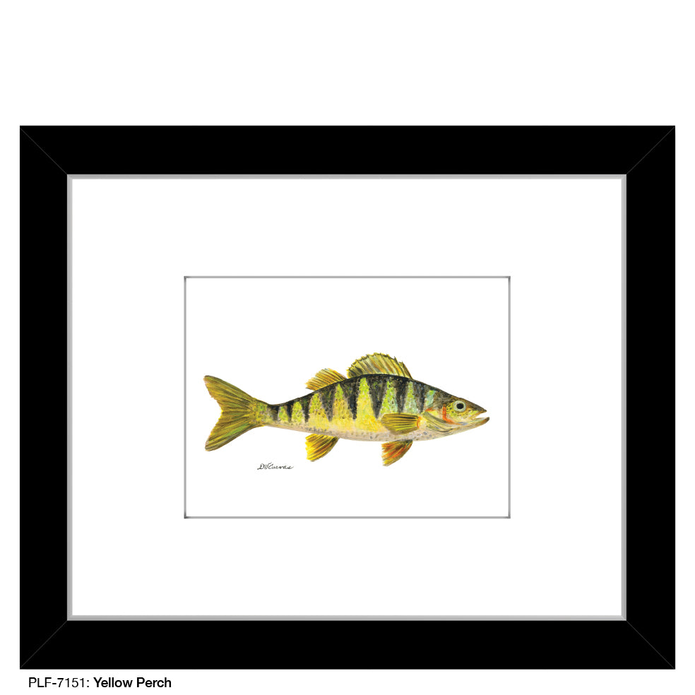 Yellow Perch, Print (#7151)