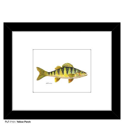 Yellow Perch, Print (#7151)