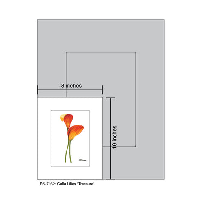 Calla Lilies 'Treasure', Print (#7162)