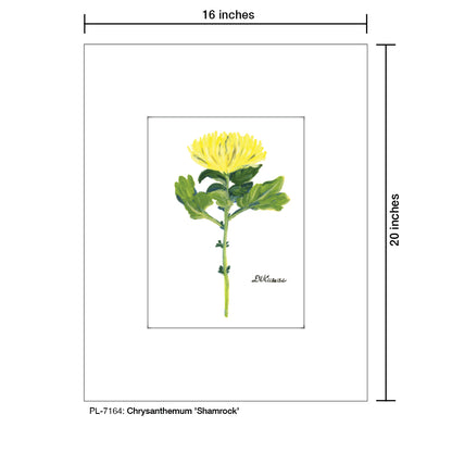 Chrysanthemum 'Shamrock', Print (#7164)