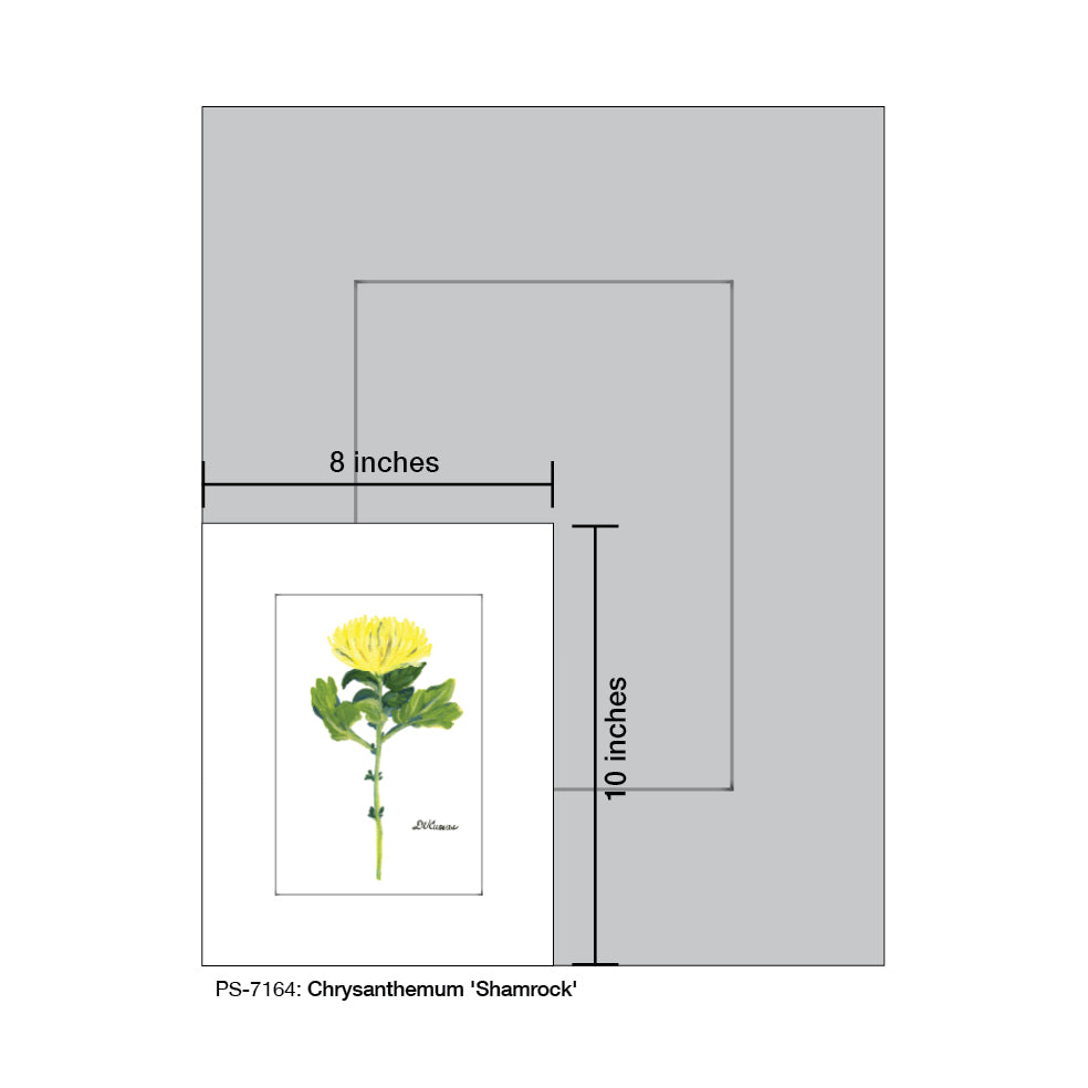 Chrysanthemum 'Shamrock', Print (#7164)