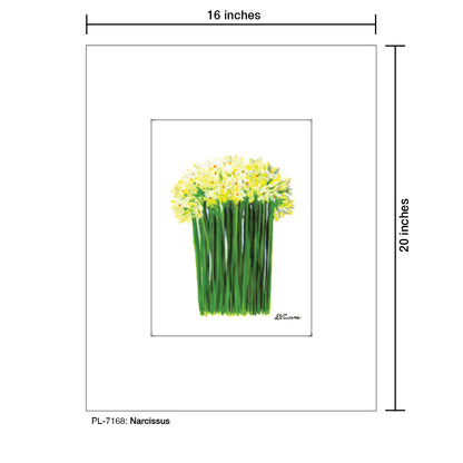 Narcissus, Print (#7168)