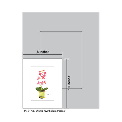 Orchid 'Cymbidium Insigne', Print (#7170E)