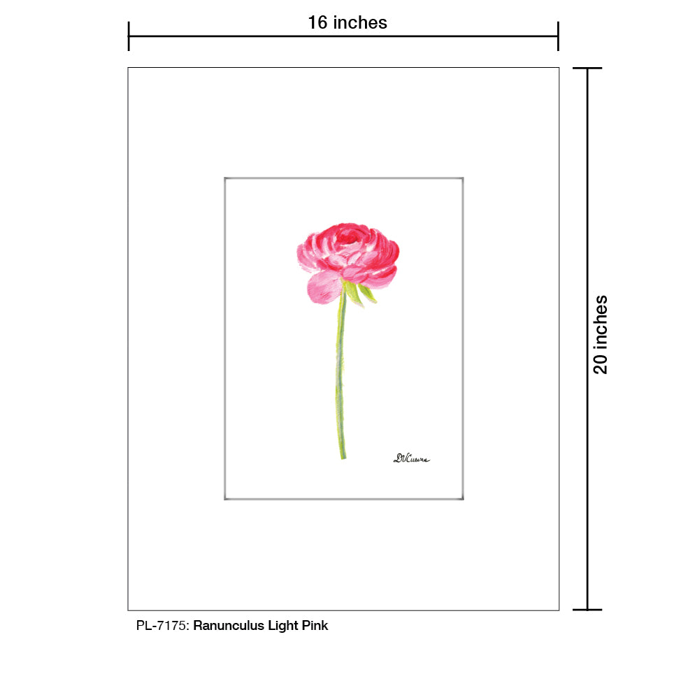 Ranunculus Light Pink, Print (#7175)